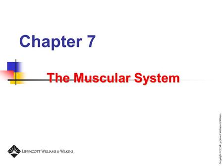 Chapter 7 The Muscular System.
