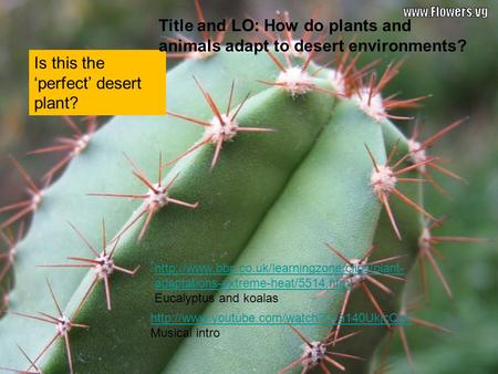 Title and LO: How do plants and animals adapt to desert environments?