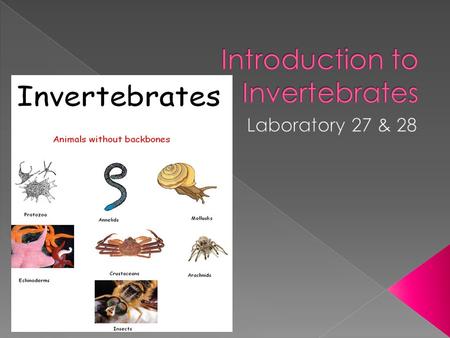  An invertebrate is an animal without a backbone.  The group includes 95% of all animal species.