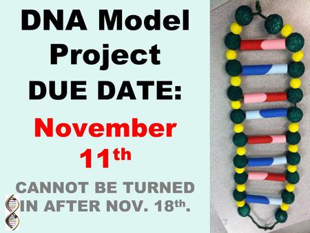 DNA Model Project DUE DATE: November 11 th CANNOT BE TURNED IN AFTER NOV. 18 th. 1.