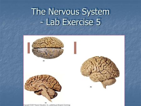 The Nervous System - Lab Exercise 5