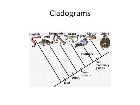 Cladograms.