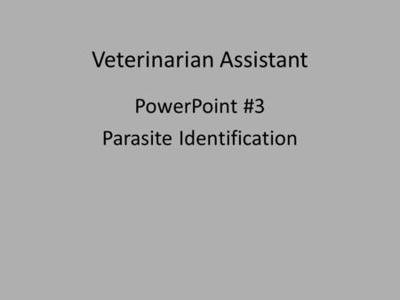Veterinarian Assistant