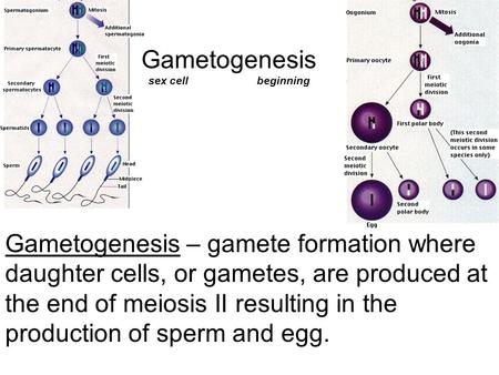Gametogenesis sex cell beginning