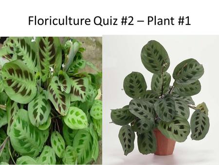 Floriculture Quiz #2 – Plant #1. Plant #2 Plant #3.