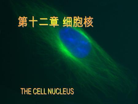 第十二章 细胞核 THE CELL NUCLEUS.