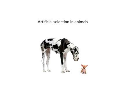 Artificial selection in animals. Artificial selection livestock.