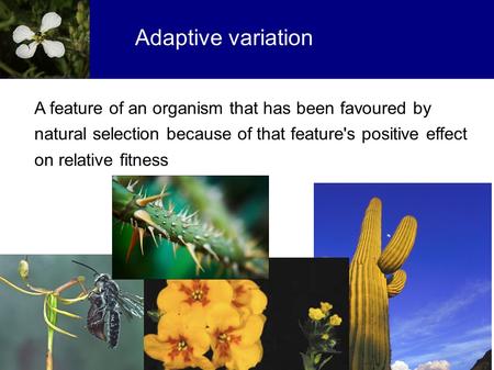 Adaptive variation A feature of an organism that has been favoured by natural selection because of that feature's positive effect on relative fitness.