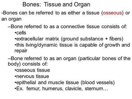 Bones: Tissue and Organ -Bones can be referred to as either a tissue (osseous) or an organ –Bone referred to as a connective tissue consists of: cells.