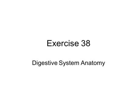 Exercise 38 Digestive System Anatomy. Functions of the Digestive System Ingest food Digest food Absorb nutrients Eliminate indigestible waste.