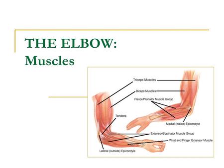 THE ELBOW: Muscles.
