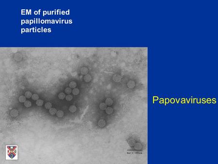 EM of purified papillomavirus particles Papovaviruses.