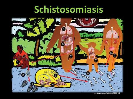 Schistosomiasis pvrireview.org/articles/2009/1/1.