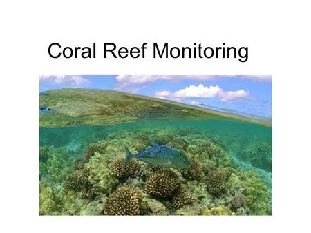Coral Reef Monitoring. What is a Coral? Animal, vegetable or mineral?