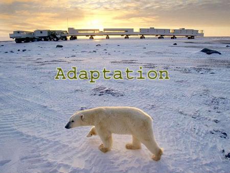 What is Adaptation ? Inherited traits that increase the chances of Inherited traits that increase the chances of 1. Survival 1. Survival 2. Reproduction.