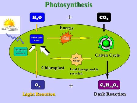Photosynthesis H2OH2OH2OH2O CO 2 O2O2O2O2 C 6 H 12 O 6 Light Reaction Dark Reaction Light is Adsorbed ByChlorophyll Which splits water Chloroplast ATP.