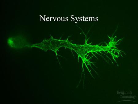 Nervous Systems. What’s actually happening when the brain “learns” new information? 3. I’m too old to learn anything new anymore; I hire people do that.