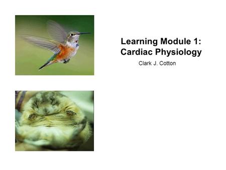 Learning Module 1: Cardiac Physiology Clark J. Cotton.