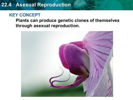 Plants can reproduce asexually with stems, leaves, or roots.