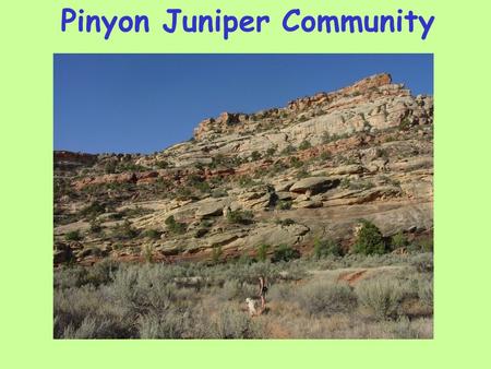 Pinyon Juniper Community. Microbiotic Crust Ecological roles for biological crusts 1. Fix carbon and nitrogen 2. Trap dust 3. Increase water retention.