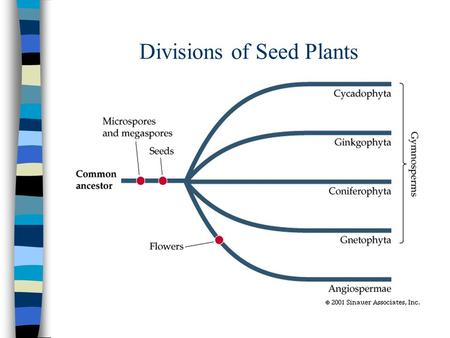 Divisions of Seed Plants. Div: Gnetophyta The “Gnetophytes” n 1. Are gymnosperms. n 2. Have vessels as well as tracheids. n 3. Interval between pollination.