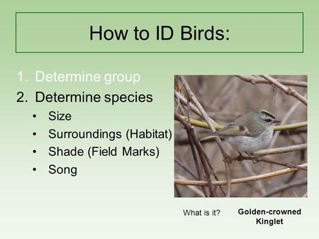 How to ID Birds: 1.Determine group 2.Determine species Size Surroundings (Habitat) Shade (Field Marks) Song What is it? Golden-crowned Kinglet.