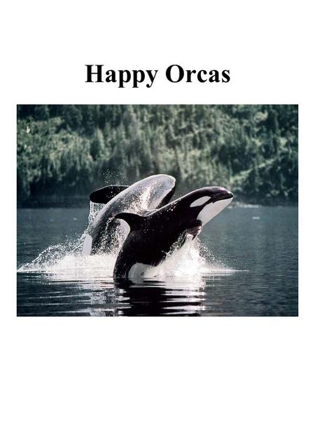 Happy Orcas. Dead Orcas State of Southern Resident Orcas Almost 20% orcas died between 1995 and 2000. Reproductive females have not produced young in.