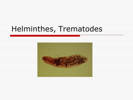 Helminthes, Trematodes. Schistosoma mansoni egg.
