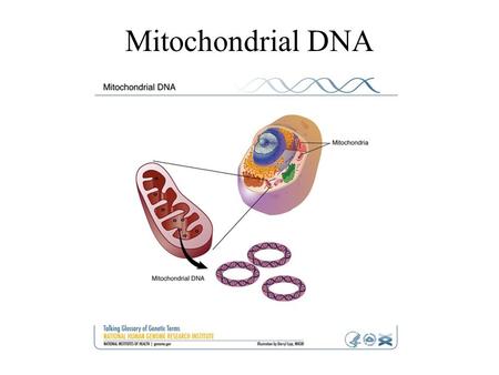 Mitochondrial DNA. Movement of mitochondrial genes out of Africa.