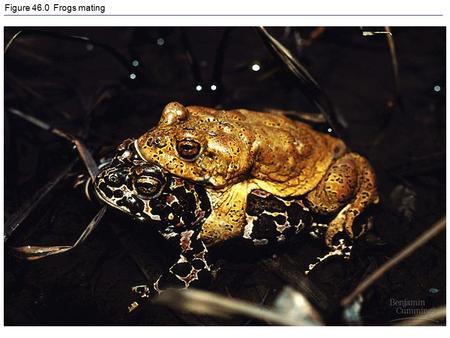 Figure 46.0 Frogs mating. Figure 46.0x1 Utethesia ornatrix mating.