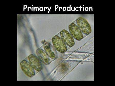 Primary Production. Production: Formation of Organic Matter Autotrophic Organisms (Plants, algae and some bacteria) –Photosynthesis –Chemosynthesis CO.