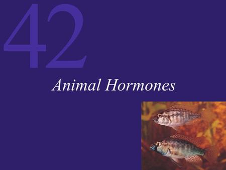 Animal Hormones.