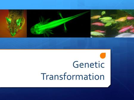 Genetic Transformation. What is transformation?  When a cell takes up and expresses a new piece of genetic material—DNA— in order to change the organism’s.