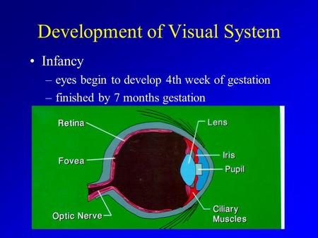 Development of Visual System Infancy –eyes begin to develop 4th week of gestation –finished by 7 months gestation.