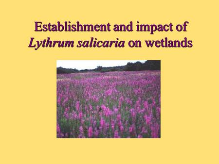 Establishment and impact of Lythrum salicaria on wetlands.