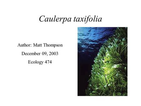 Caulerpa taxifolia Author: Matt Thompson December 09, 2003 Ecology 474.