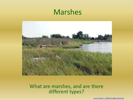 Marshes What are marshes, and are there different types? www.fws.gov/.../Fall04/images/marsh.gif.