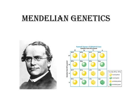 Mendelian Genetics. Vocabulary Terms 1.Allele- different forms of a gene 2.Phenotype- observable trait or characteristic 1.I.e. Green eyes, black hair.