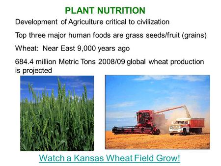 Watch a Kansas Wheat Field Grow! Development of Agriculture critical to civilization Top three major human foods are grass seeds/fruit (grains) Wheat: