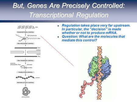 But, Genes Are Precisely Controlled: Transcriptional Regulation Regulation takes place very far upstream. In particular, the “decision” is made whether.