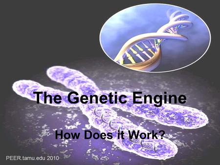 The Genetic Engine How Does it Work? PEER.tamu.edu 2010.