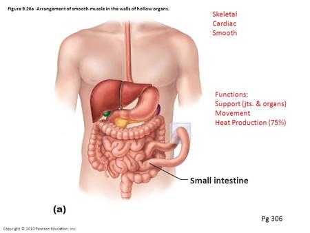 Small intestine (a) Skeletal Cardiac Smooth Functions:
