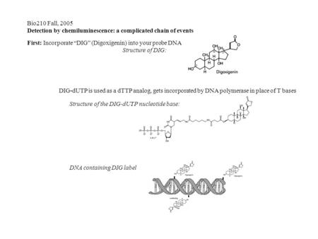 DIG Bio210 Fall, 2005 Detection by chemiluminescence: a complicated chain of events First: Incorporate “DIG” (Digoxigenin) into your probe DNA Structure.