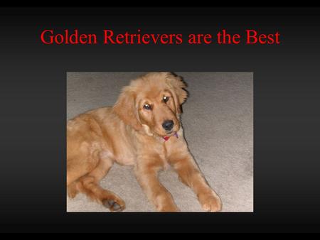 Golden Retrievers are the Best Golden Retrievers Mans Best Friend 50% Fun Loving Dog 50%
