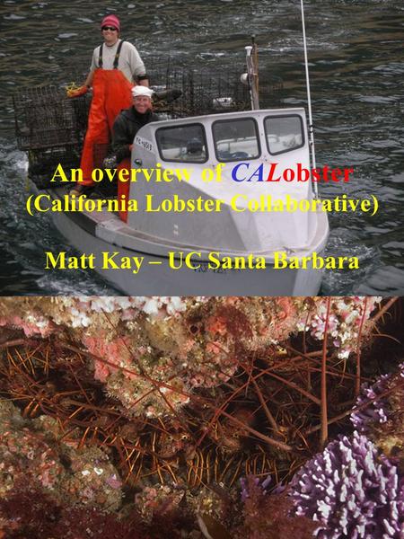 An overview of CALobster (California Lobster Collaborative) Matt Kay – UC Santa Barbara.