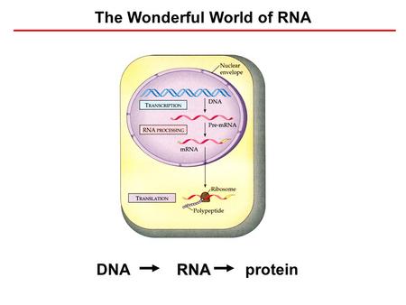 The Wonderful World of RNA DNARNA protein. Complexity of RNA Folding 1 strand 1 strand 4 building blocks 4 building blocks Basic structural element: double.