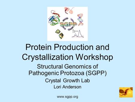 Protein Production and Crystallization Workshop Structural Genomics of Pathogenic Protozoa (SGPP) Crystal Growth Lab Lori Anderson www.sgpp.org.