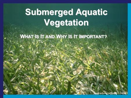 Submerged Aquatic Vegetation W HAT I S I T AND W HY I S I T I MPORTANT? Image provided by Ronald C. Phillips.