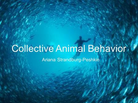 Collective Animal Behavior Ariana Strandburg-Peshkin.