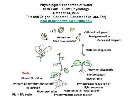 Skotomorphogenesis Seed germination Genes and enzymes Embryo and Seed development Plant life cycle Photomorphogenesis Photoreceptors Phytochrome Cells.